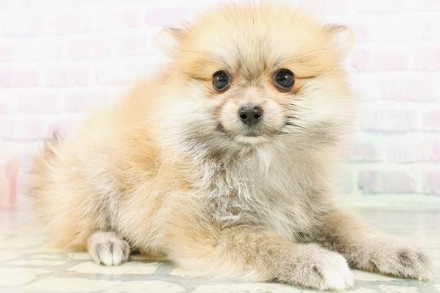 茨城県のポメラニアン (Coo&RIKU筑西店/2026年5月24日生まれ/女の子/オレンジ)の子犬の3枚目の画像