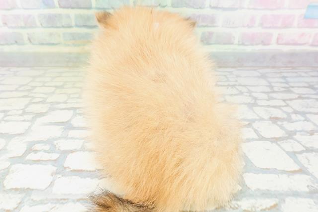 茨城県のポメラニアン (Coo&RIKU筑西店/2026年5月24日生まれ/女の子/オレンジ)の子犬の4枚目の画像