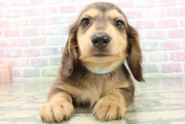 ミニチュア・ダックスフンドの子犬一覧｜ペットショップCoo＆RIKU