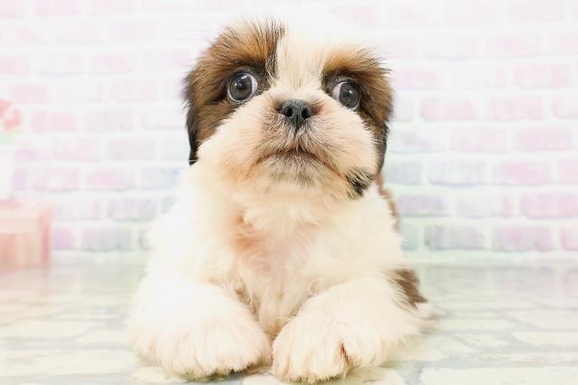 東京都のシーズー (Coo&RIKU中野サンモール店/2026年5月25日生まれ/男の子/ホワイトゴールド)の子犬の1枚目の画像