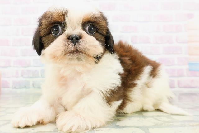 東京都のシーズー (Coo&RIKU中野サンモール店/2026年5月25日生まれ/男の子/ホワイトゴールド)の子犬の2枚目の画像