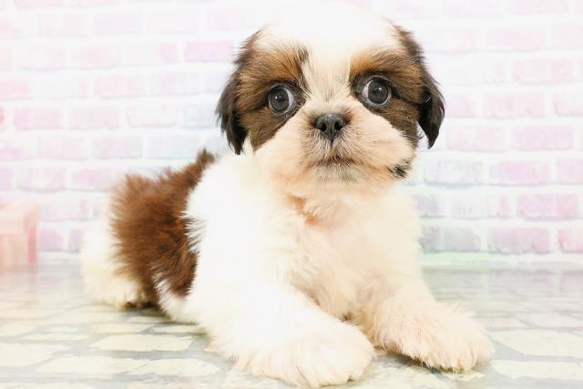東京都のシーズー (Coo&RIKU中野サンモール店/2026年5月25日生まれ/男の子/ホワイトゴールド)の子犬の3枚目の画像
