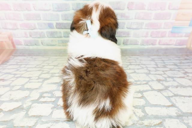 東京都のシーズー (Coo&RIKU中野サンモール店/2026年5月25日生まれ/男の子/ホワイトゴールド)の子犬の4枚目の画像