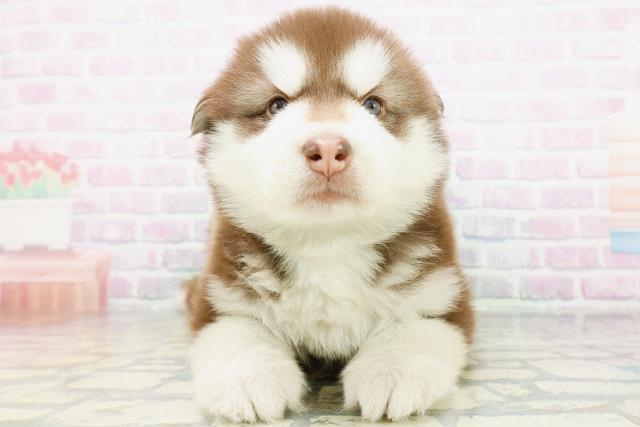 茨城県のハーフ犬・ミックス犬 (Coo&RIKU牛久店/2026年5月25日生まれ/男の子/チョコレートホワイト)の子犬の1枚目の画像
