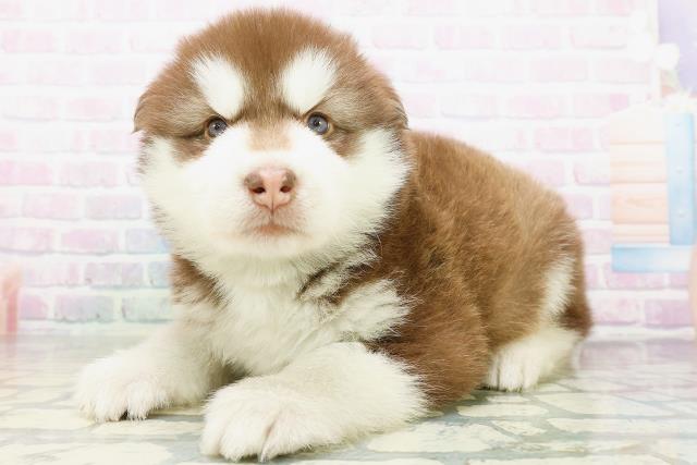 茨城県のハーフ犬・ミックス犬 (Coo&RIKU牛久店/2026年5月25日生まれ/男の子/チョコレートホワイト)の子犬の2枚目の画像