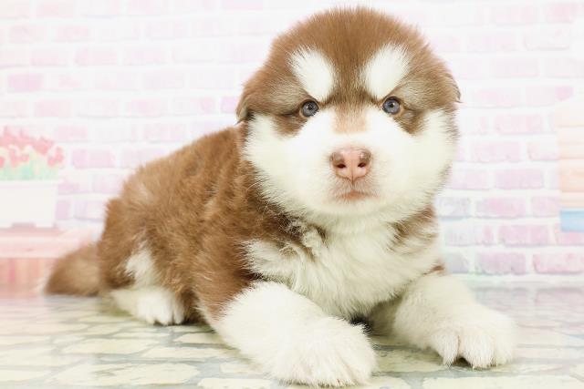 茨城県のハーフ犬・ミックス犬 (Coo&RIKU牛久店/2026年5月25日生まれ/男の子/チョコレートホワイト)の子犬の3枚目の画像