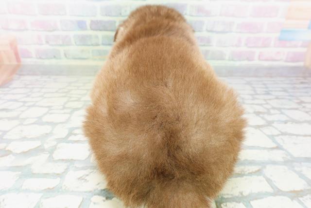 茨城県のハーフ犬・ミックス犬 (Coo&RIKU牛久店/2026年5月25日生まれ/男の子/チョコレートホワイト)の子犬の4枚目の画像