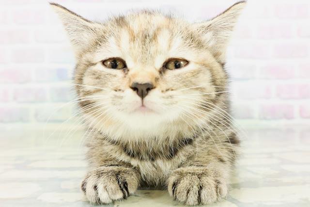 茨城県のマンチカン (Coo&RIKU水戸店/2026年5月25日生まれ/女の子/ブラウンパッチドタビー)の子猫の1枚目の画像