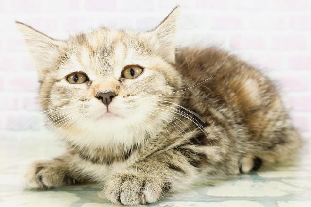 茨城県のマンチカン (Coo&RIKU水戸店/2026年5月25日生まれ/女の子/ブラウンパッチドタビー)の子猫の2枚目の画像