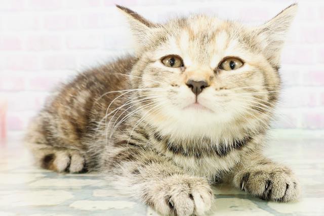 茨城県のマンチカン (Coo&RIKU水戸店/2026年5月25日生まれ/女の子/ブラウンパッチドタビー)の子猫の3枚目の画像