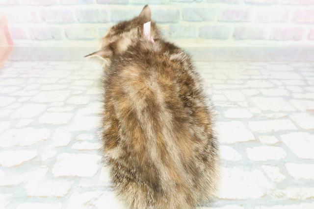 茨城県のマンチカン (Coo&RIKU水戸店/2026年5月25日生まれ/女の子/ブラウンパッチドタビー)の子猫の4枚目の画像