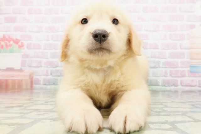 ゴールデン・レトリバーの子犬一覧｜ペットショップCoo＆RIKU