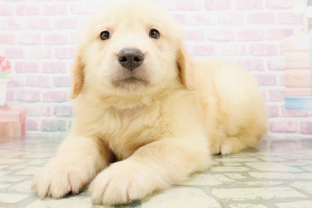 神奈川県のゴールデンレトリバー (Coo&RIKU平塚店/2026年5月25日生まれ/男の子/ゴールデン)の子犬の2枚目の画像