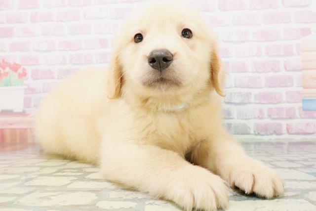 神奈川県のゴールデンレトリバー (Coo&RIKU平塚店/2026年5月25日生まれ/男の子/ゴールデン)の子犬の3枚目の画像