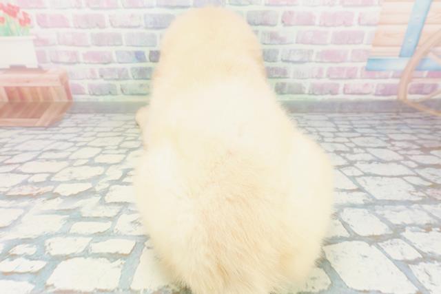 神奈川県のゴールデンレトリバー (Coo&RIKU平塚店/2026年5月25日生まれ/男の子/ゴールデン)の子犬の4枚目の画像