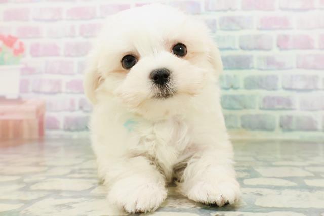埼玉県のマルチーズ (Coo&RIKU大宮店/2026年5月24日生まれ/男の子/ホワイト)の子犬の1枚目の画像