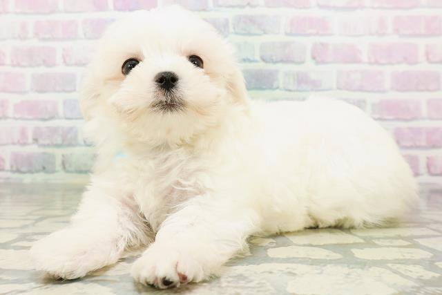 埼玉県のマルチーズ (Coo&RIKU大宮店/2026年5月24日生まれ/男の子/ホワイト)の子犬の2枚目の画像