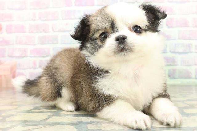栃木県のチワワ(ロング) (Coo&RIKUイオンタウン佐野店/2026年5月26日生まれ/女の子/セーブルホワイト)の子犬の3枚目の画像