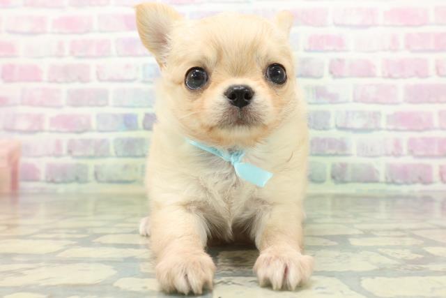 茨城県のチワワ(ロング) (Coo&RIKU水戸店/2026年5月25日生まれ/男の子/アイボリー)の子犬の1枚目の画像