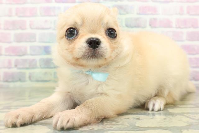 茨城県のチワワ(ロング) (Coo&RIKU水戸店/2026年5月25日生まれ/男の子/アイボリー)の子犬の2枚目の画像