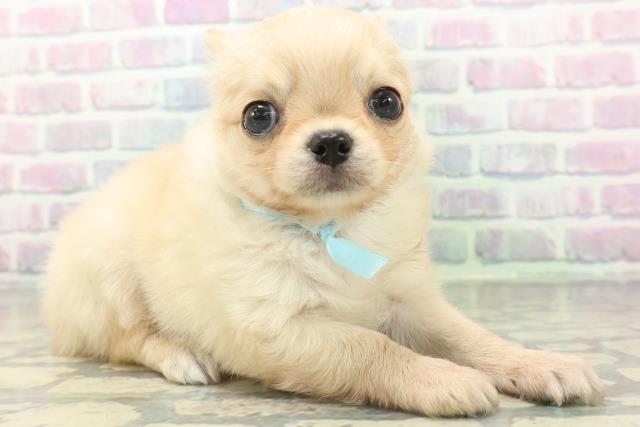 茨城県のチワワ(ロング) (Coo&RIKU水戸店/2026年5月25日生まれ/男の子/アイボリー)の子犬の3枚目の画像