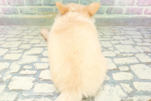 茨城県のチワワ(ロング) (Coo&RIKU水戸店/2026年5月25日生まれ/男の子/アイボリー)の子犬の4枚目の画像