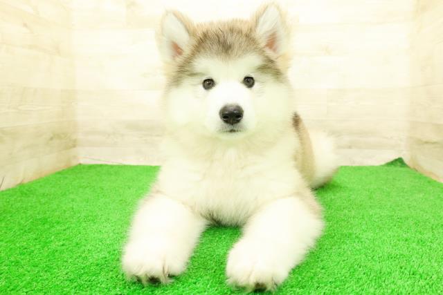 神奈川県のハーフ犬・ミックス犬 (Coo&RIKU平塚店/2026年5月4日生まれ/女の子/シルバーホワイト)の子犬の1枚目の画像