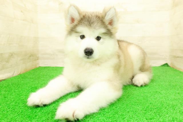 神奈川県のハーフ犬・ミックス犬 (Coo&RIKU平塚店/2026年5月4日生まれ/女の子/シルバーホワイト)の子犬の2枚目の画像