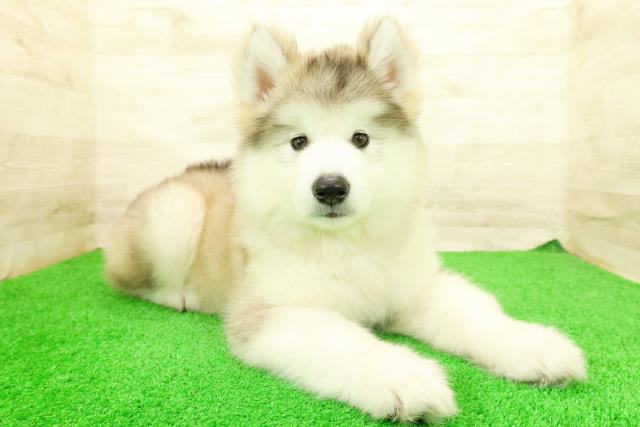 神奈川県のハーフ犬・ミックス犬 (Coo&RIKU平塚店/2026年5月4日生まれ/女の子/シルバーホワイト)の子犬の3枚目の画像