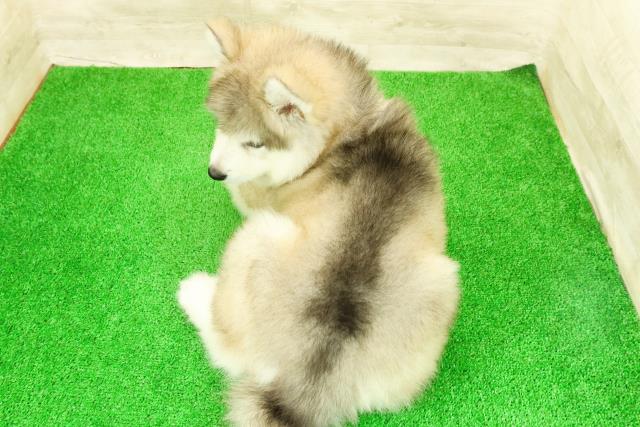 神奈川県のハーフ犬・ミックス犬 (Coo&RIKU平塚店/2026年5月4日生まれ/女の子/シルバーホワイト)の子犬の4枚目の画像