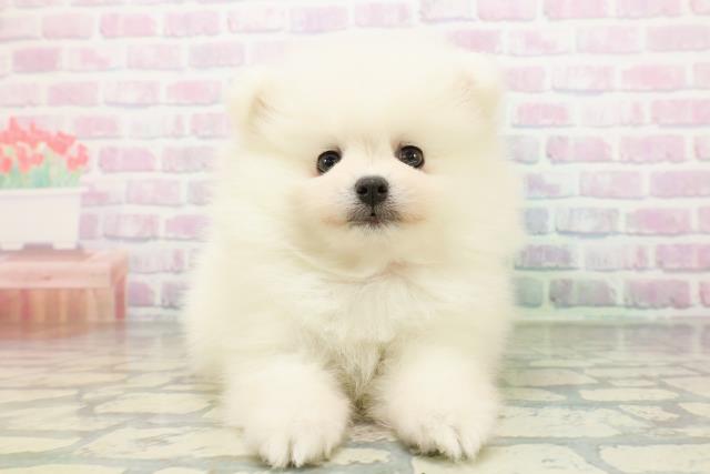 栃木県のポメラニアン (Coo&RIKUFKDインターパーク店/2026年5月21日生まれ/女の子/クリーム)の子犬の1枚目の画像