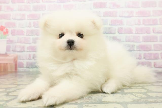 栃木県のポメラニアン (Coo&RIKUFKDインターパーク店/2026年5月21日生まれ/女の子/クリーム)の子犬の2枚目の画像