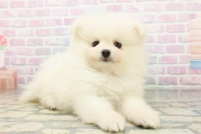 栃木県のポメラニアン (Coo&RIKUFKDインターパーク店/2026年5月21日生まれ/女の子/クリーム)の子犬の3枚目の画像