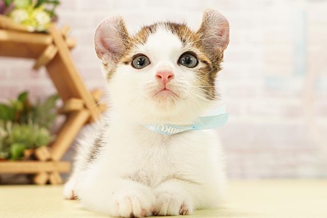 静岡県のアメリカンカール (Coo&RIKU富士店/2026年5月11日生まれ/男の子/ブラウンホワイト)の子猫の1枚目の画像