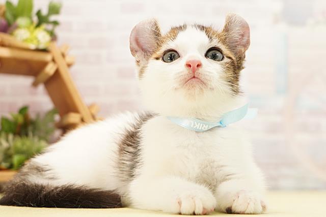 静岡県のアメリカンカール (Coo&RIKU富士店/2026年5月11日生まれ/男の子/ブラウンホワイト)の子猫の2枚目の画像