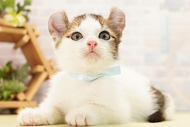 静岡県のアメリカンカール (Coo&RIKU富士店/2026年5月11日生まれ/男の子/ブラウンホワイト)の子猫の3枚目の画像