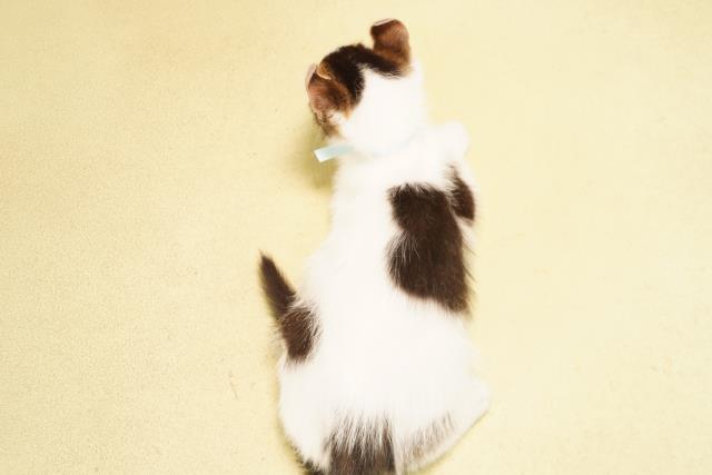 静岡県のアメリカンカール (Coo&RIKU富士店/2026年5月11日生まれ/男の子/ブラウンホワイト)の子猫の4枚目の画像
