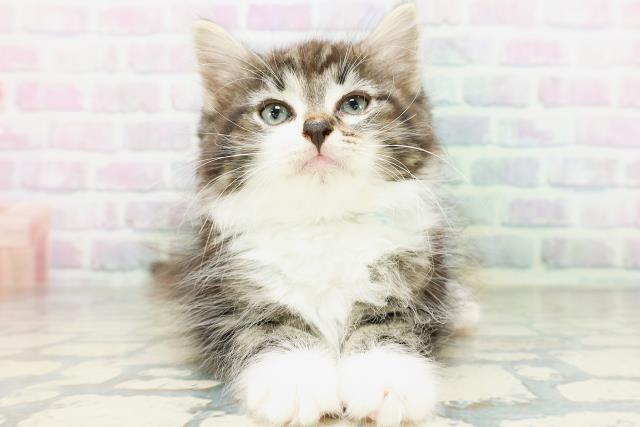 ノルウェージャン・フォレストキャット