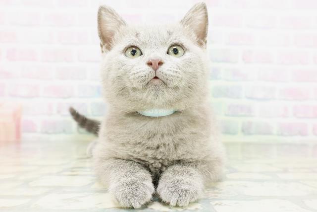 東京都のシャルトリュー (Coo&RIKUフレスポ住吉店/2026年5月9日生まれ/男の子/ブルー)の子猫の1枚目の画像