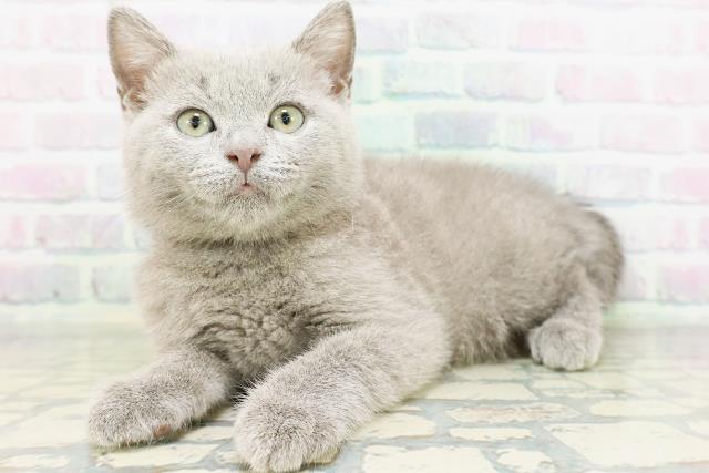 東京都のシャルトリュー (Coo&RIKUフレスポ住吉店/2026年5月9日生まれ/男の子/ブルー)の子猫の2枚目の画像