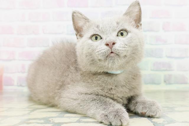 東京都のシャルトリュー (Coo&RIKUフレスポ住吉店/2026年5月9日生まれ/男の子/ブルー)の子猫の3枚目の画像