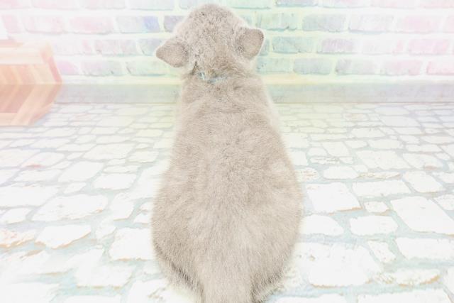 東京都のシャルトリュー (Coo&RIKUフレスポ住吉店/2026年5月9日生まれ/男の子/ブルー)の子猫の4枚目の画像