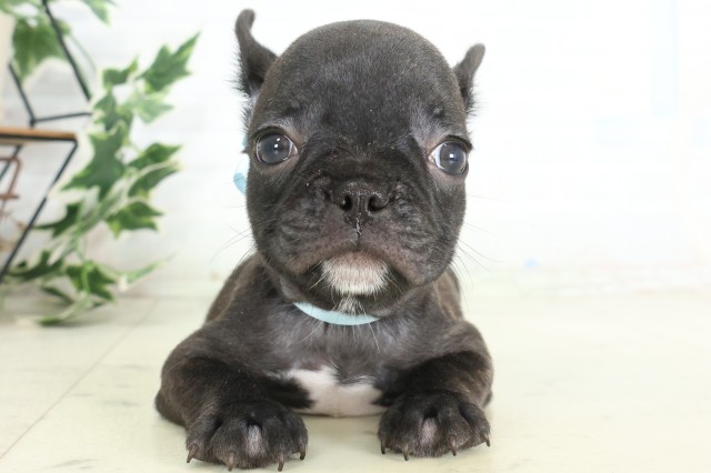 大分県のフレンチブルドッグ (Coo&RIKU大分店/2026年5月25日生まれ/男の子/ブリンドルホワイト)の子犬の1枚目の画像
