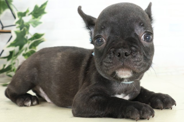 大分県のフレンチブルドッグ (Coo&RIKU大分店/2026年5月25日生まれ/男の子/ブリンドルホワイト)の子犬の2枚目の画像