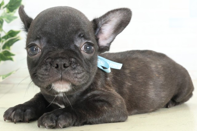 大分県のフレンチブルドッグ (Coo&RIKU大分店/2026年5月25日生まれ/男の子/ブリンドルホワイト)の子犬の3枚目の画像
