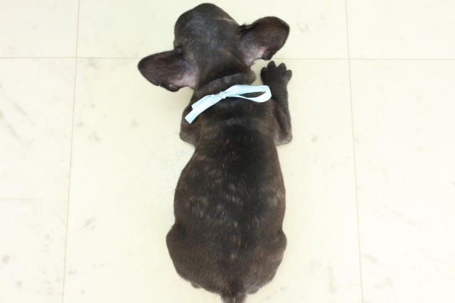 大分県のフレンチブルドッグ (Coo&RIKU大分店/2026年5月25日生まれ/男の子/ブリンドルホワイト)の子犬の4枚目の画像