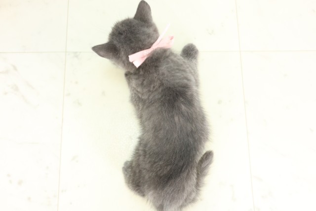 鹿児島県のブリティッシュショートヘアー (Coo&RIKU霧島店/2026年5月21日生まれ/女の子/ブルー)の子猫の4枚目の画像
