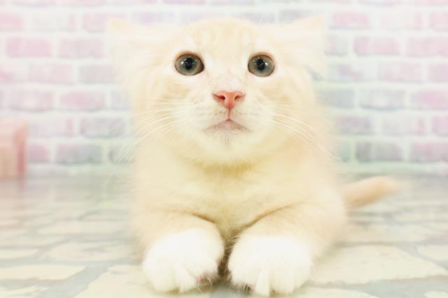 茨城県のノルウェージャンフォレストキャット (Coo&RIKU水戸店/2026年5月2日生まれ/男の子/クリームタビーホワイト)の子猫の1枚目の画像