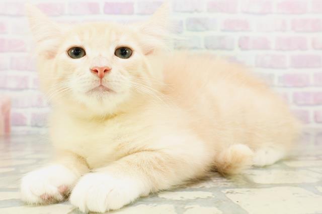 茨城県のノルウェージャンフォレストキャット (Coo&RIKU水戸店/2026年5月2日生まれ/男の子/クリームタビーホワイト)の子猫の2枚目の画像