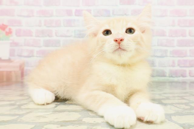 茨城県のノルウェージャンフォレストキャット (Coo&RIKU水戸店/2026年5月2日生まれ/男の子/クリームタビーホワイト)の子猫の3枚目の画像